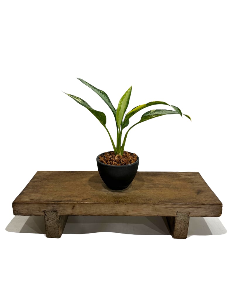 アグラオネマ スワンナプーム 「Aglaonema Suvarnabhumi 」89S | S