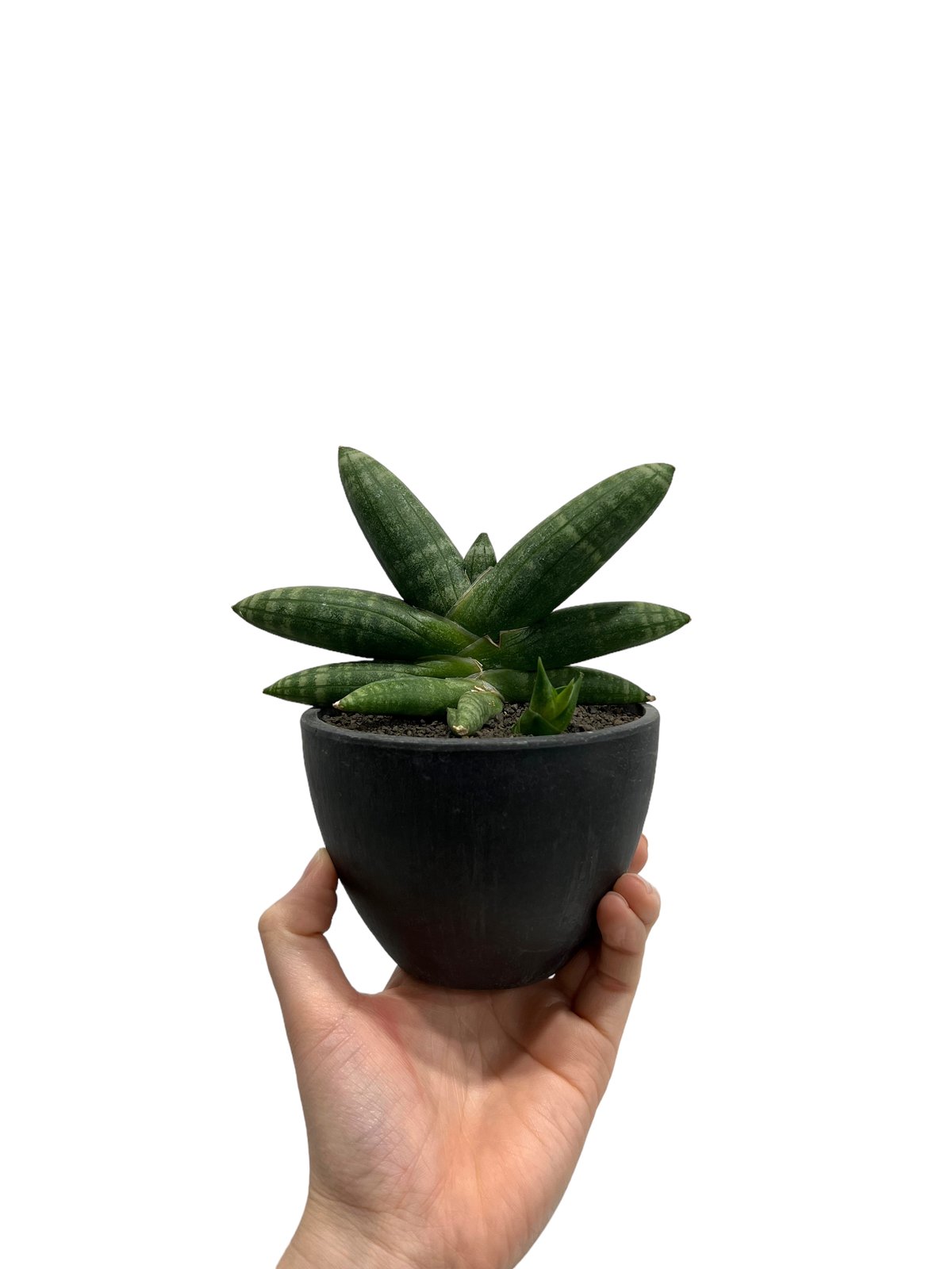 サンセベリア ミーナ「Sansevieria Meena」893-1 | SHOUCHIKUEN