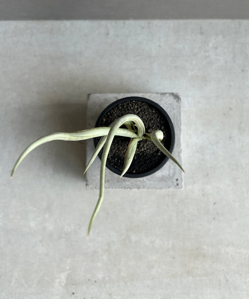 サンセベリア シルバー スパイラル「Sansevieria Silver Spiral (f
