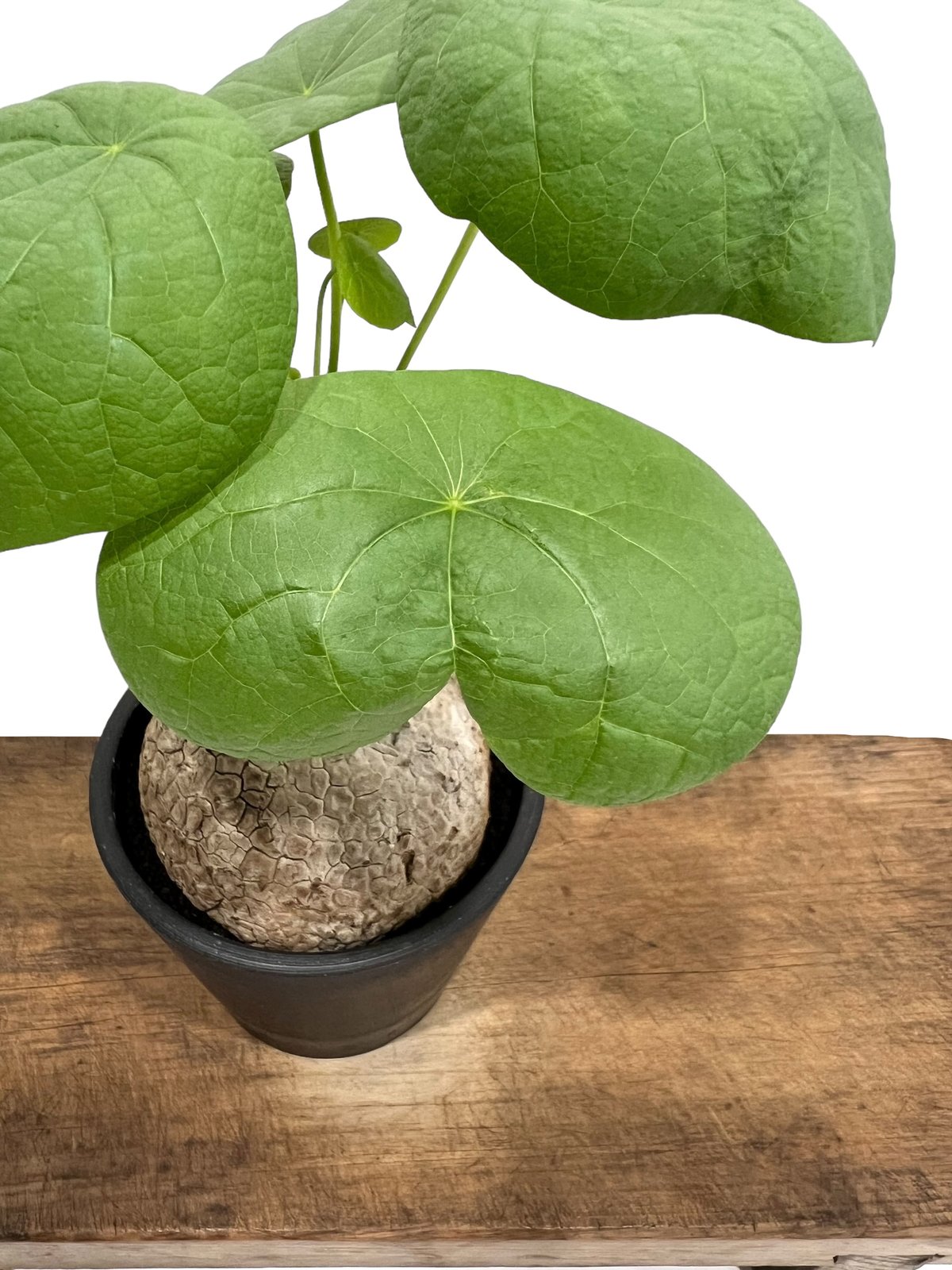 ステファニアスベローサ 「Stephania suberosa」80P | SHOUCHIKUEN