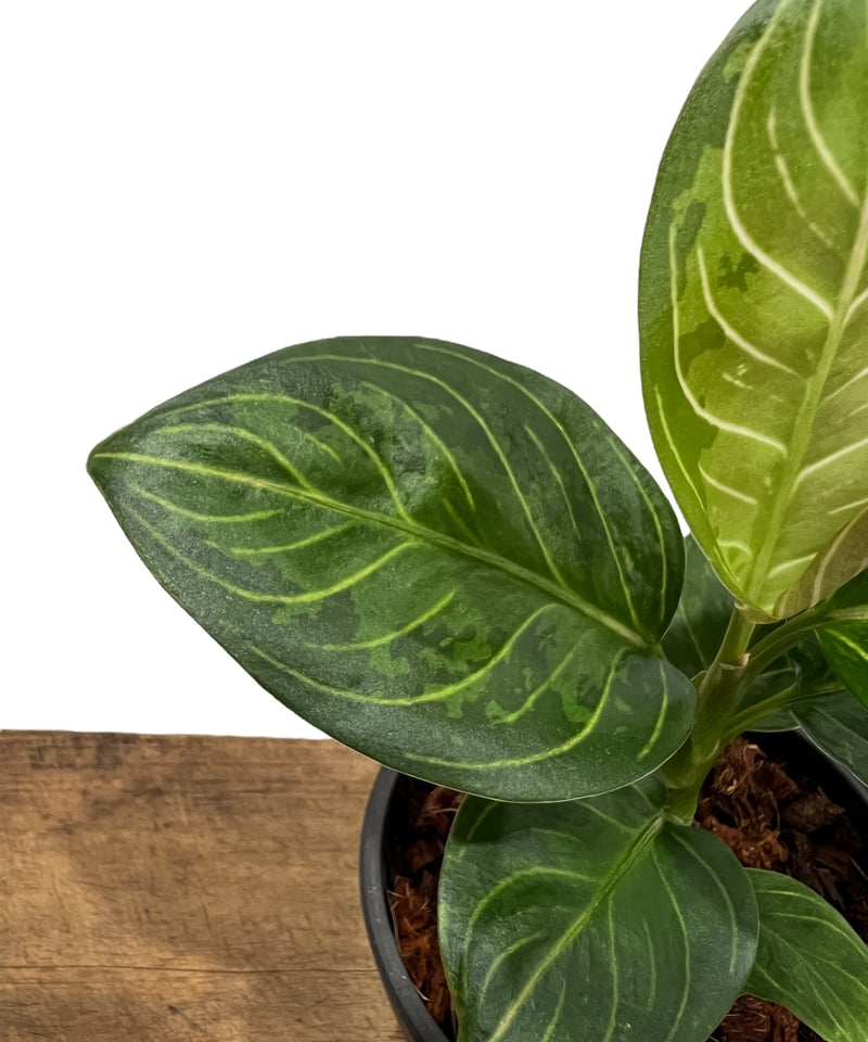 アグラオネマ ブラック リップスティック「Aglaonema Black Lipstick」7