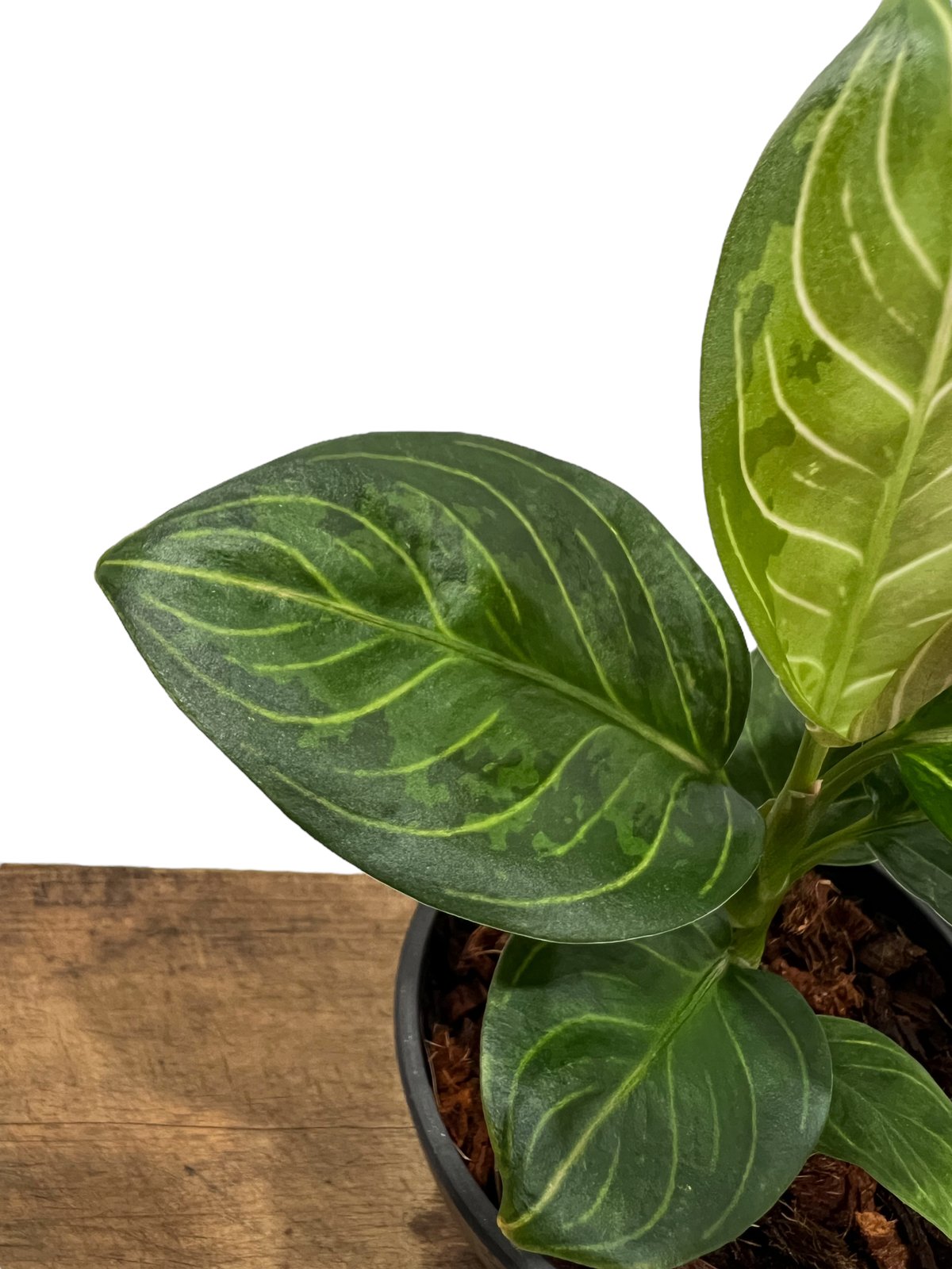 アグラオネマ ブラック リップスティック「Aglaonema Black