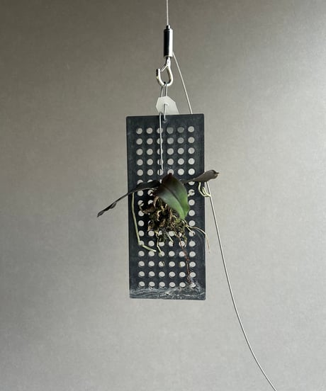 CATEGORY Plants | SHOUCHIKUEN