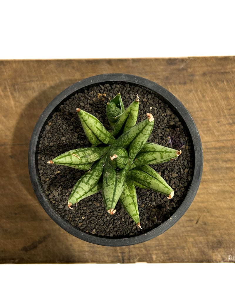 サンセベリア ミン マニー 「Sansevieria Ming Manee by Unyama
