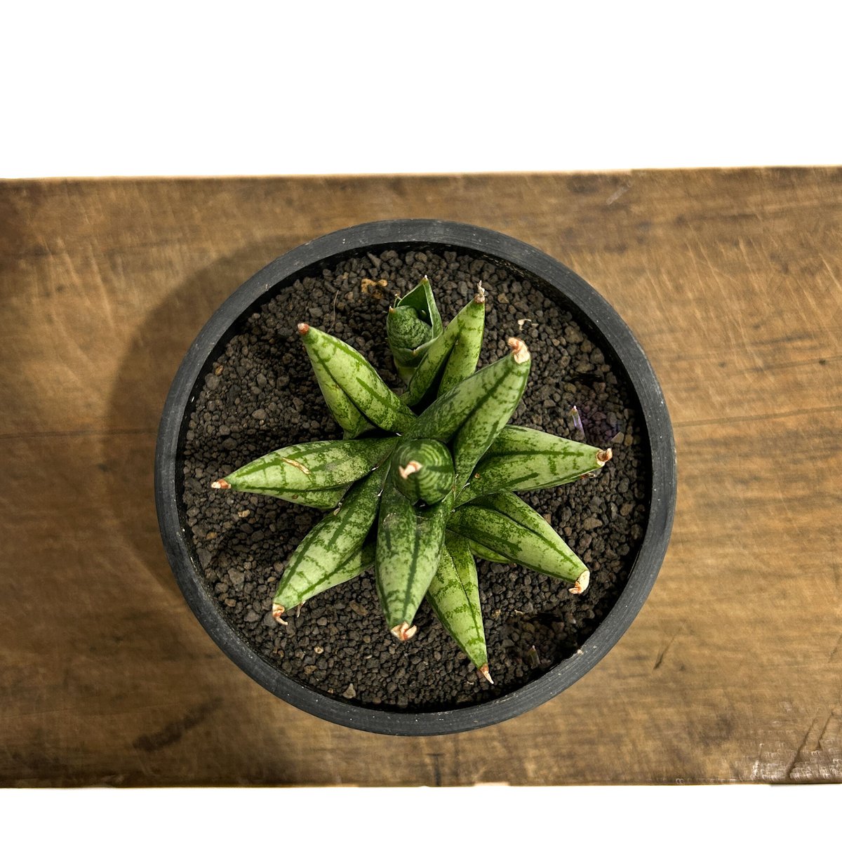 サンスベリア ミンマニー斑入Sansevieria Ming Manee Var fit=scale-down,w=1200