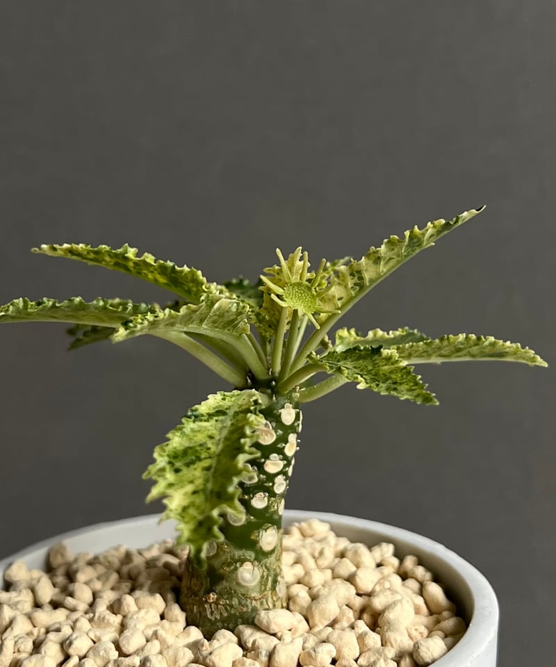 ドルステニア ホルウッディ “スーパー斑入”「Dorstenia horwoodii “Sup ドルステニア ホルウッディ “スーパー斑入”「Dorstenia horwoodii “Sup