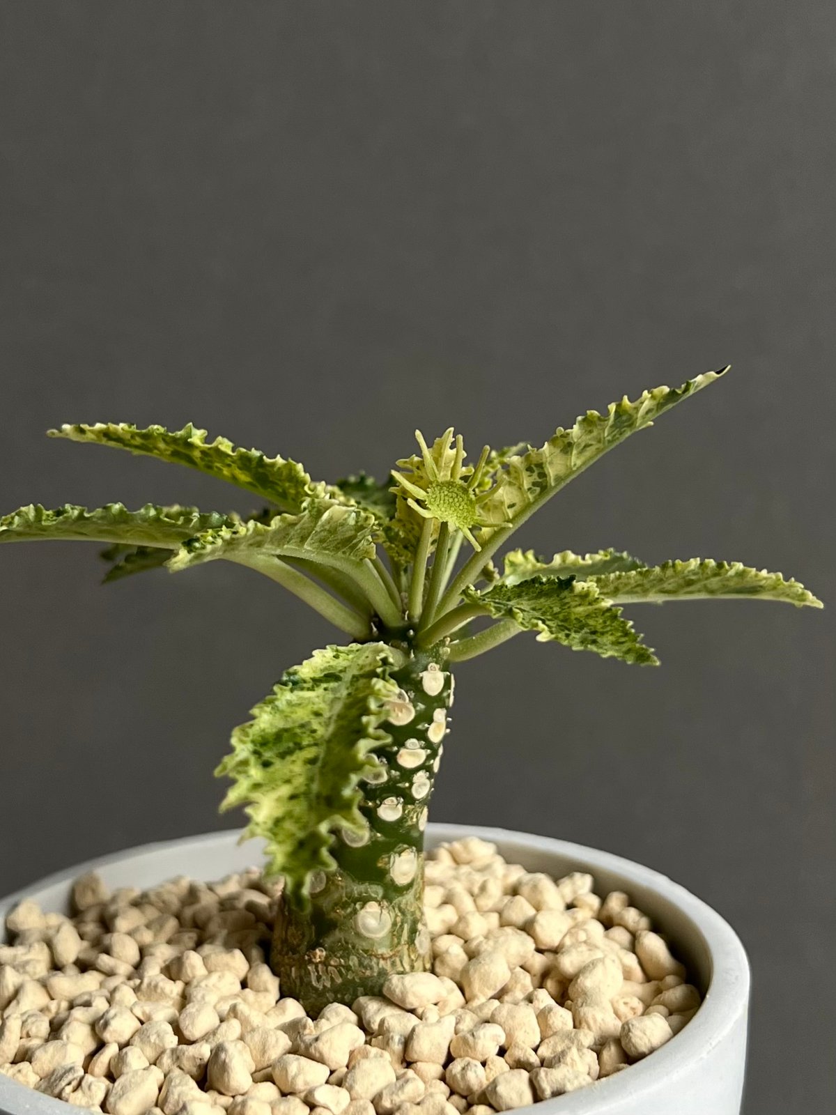 ドルステニア ホルウッディ “スーパー斑入”「Dorstenia horwoodii “Sup