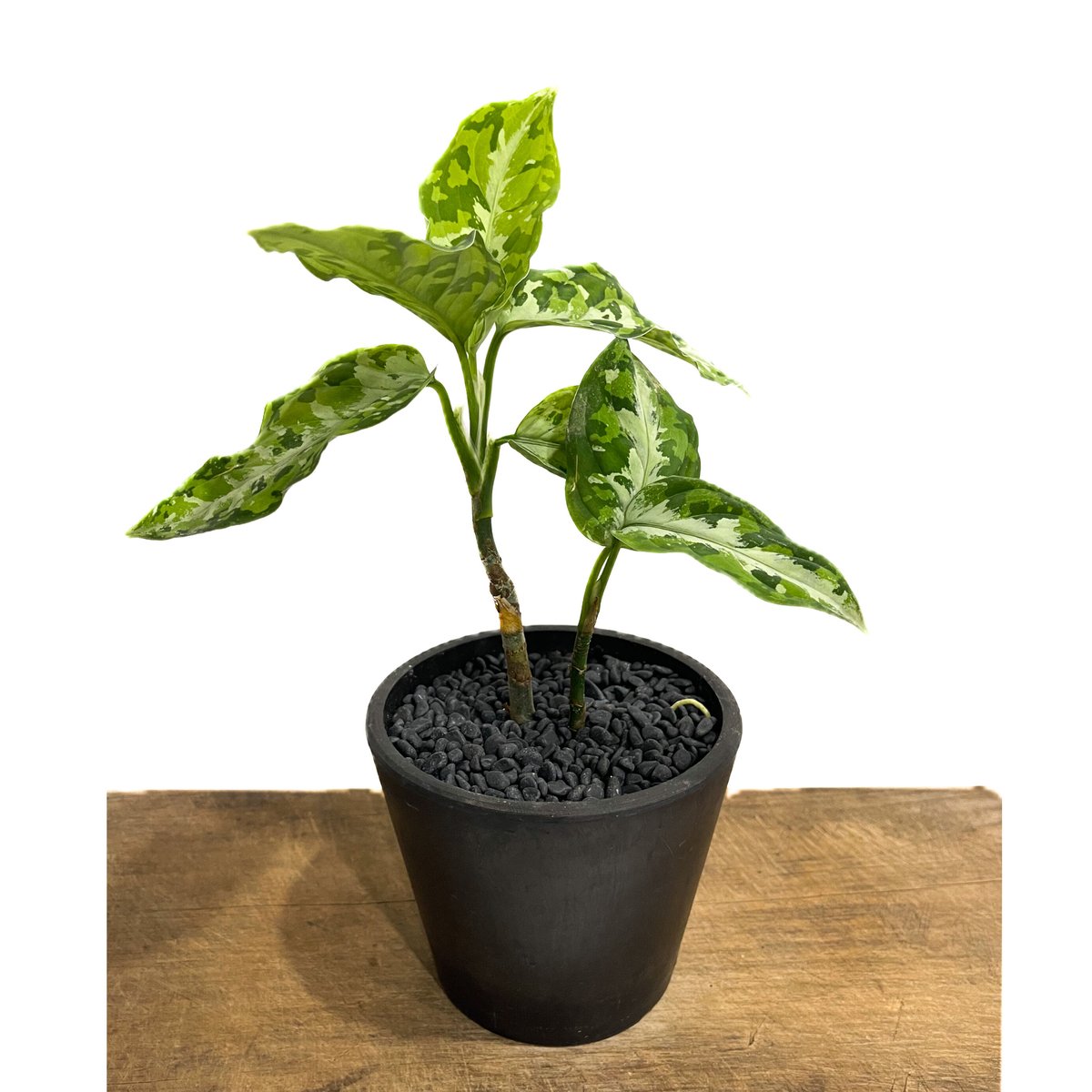 アグラオネマ ピクタム トリカラー「Aglaonema pictum tricolor」1/1