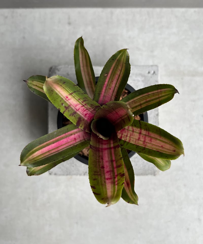ネオレゲリア アベンチュラ 「Neoregelia Aventura」81C | SHOUCH