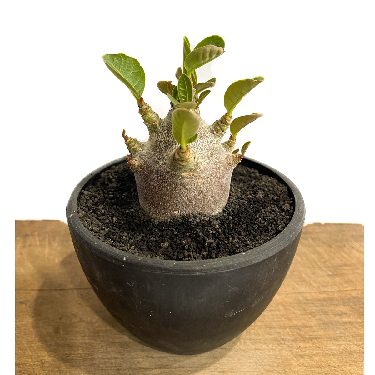 アデニウム アラビカム ドワーフ “ブラック”「adenium arabicum Dwar...