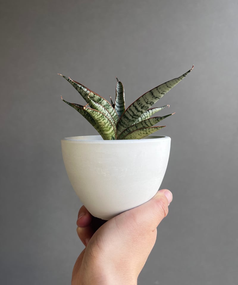 EMP サンセベリア サンシャインエンジェル / SA364 サンセベリア サンシャイン エンジェル 「Sansevieria Sunshine