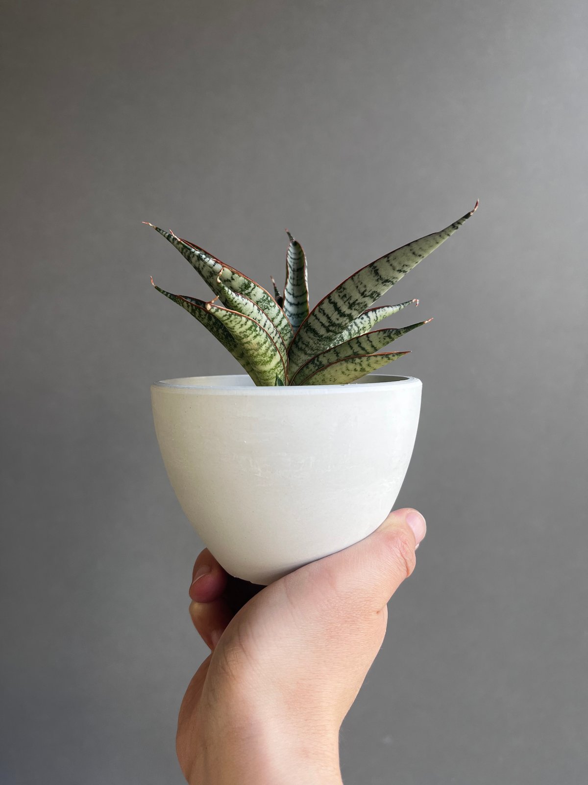 サンセベリア サンシャイン エンジェル 「Sansevieria Sunshine Angel