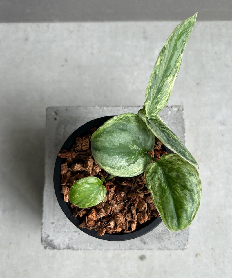 スキンダプサス エキゾチカ ホログラム ミント 「Scindapsus