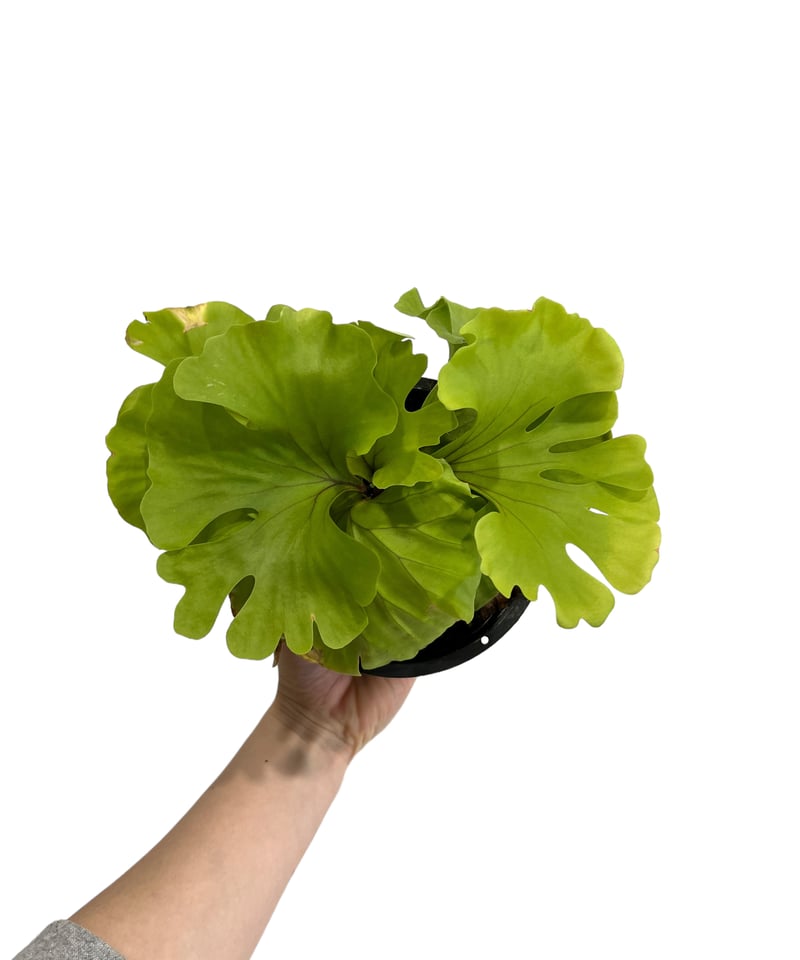 ビカクシダ リドレイ ワイドリーフ 「Platycerium ridleyi wide