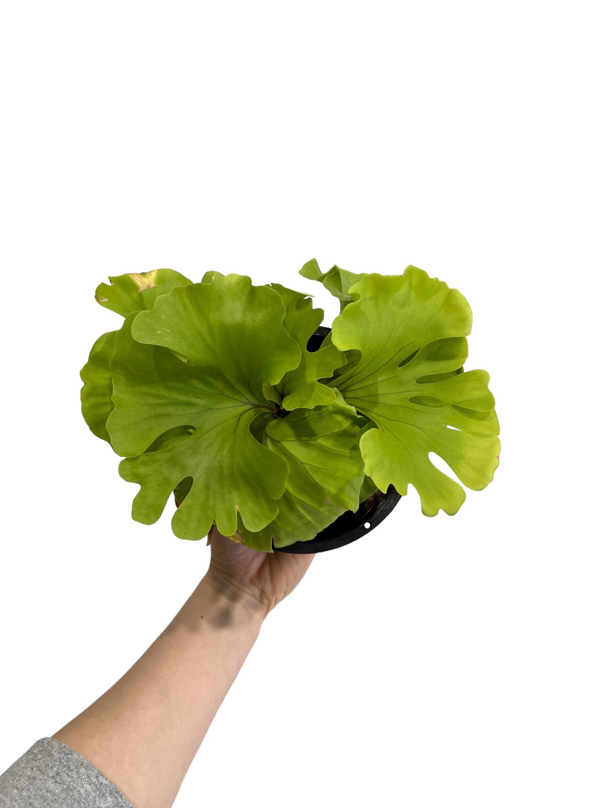 ビカクシダ　リドレイ　ワイルド　Platycerium ridleyi⑪ ▪️our recommend ▪️ Platycerium ridleyi “ High Horn