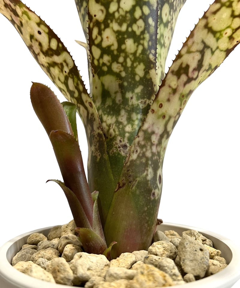 ビルベルギアbillbergia toneprai big spine