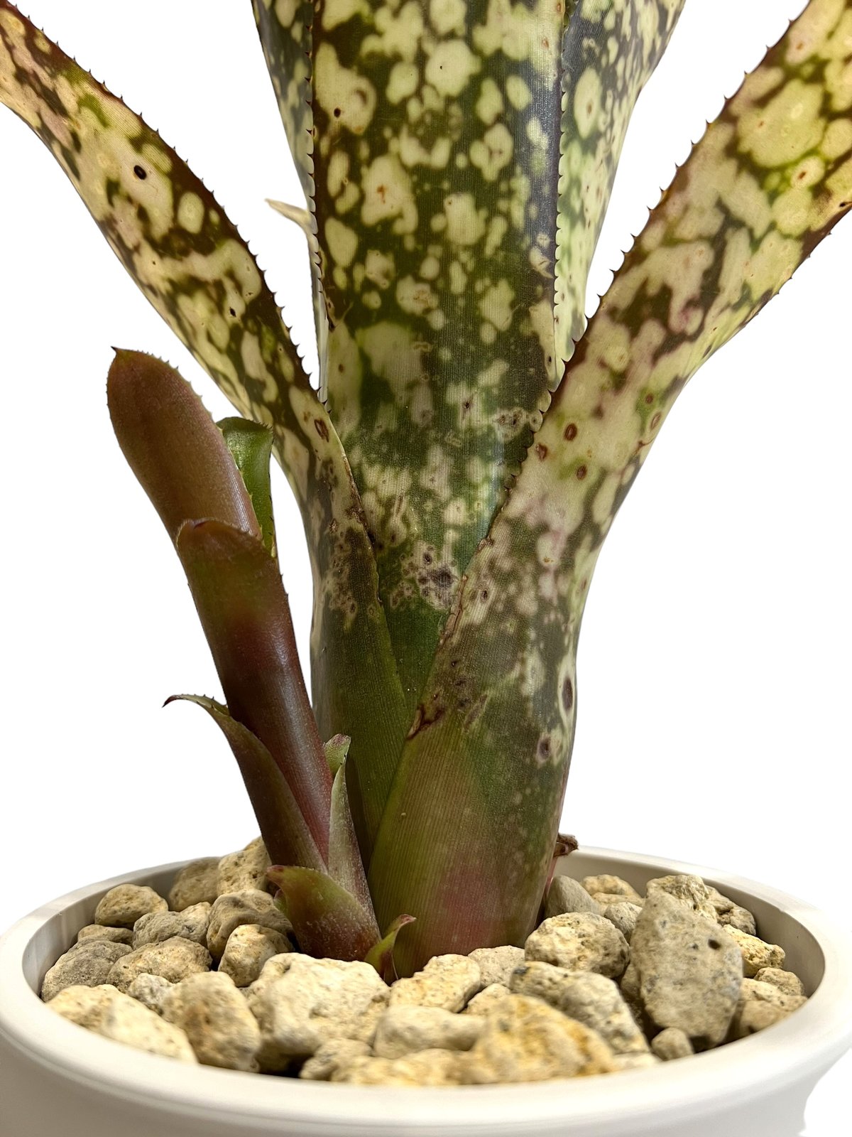 ブロメリア・エアープランツ Billbergia Toneprai Big Spine ブロメリアbillbergia toneprai big spine