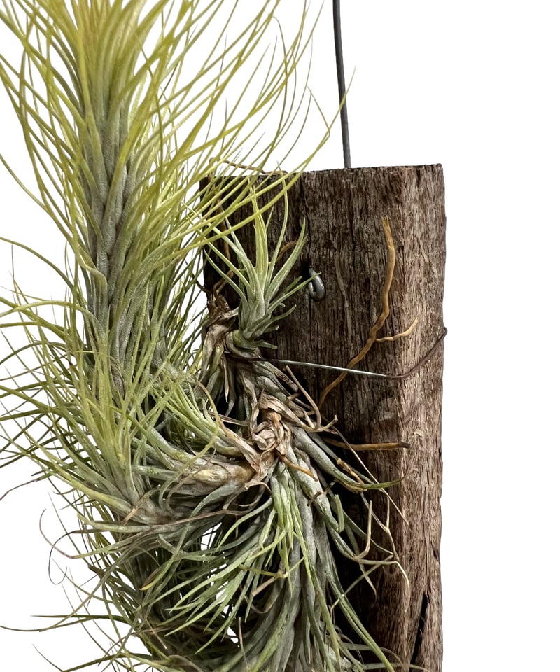 ティランジア フンキアナ (クランプタイプ) 「Tillandsia funckiana (c