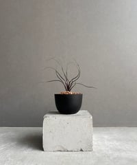 セイデンファデニア ミトラタ 「Seidenfadenia mitrata」2/3-42-3