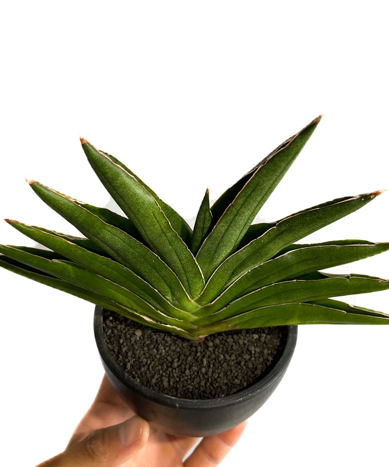サンセベリア アンダマン「Sansevieria Andaman (from Unyamane