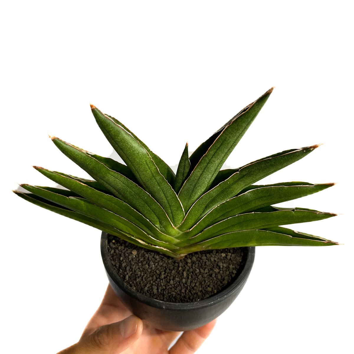 サンセベリア アンダマン「Sansevieria Andaman (from Unyamane