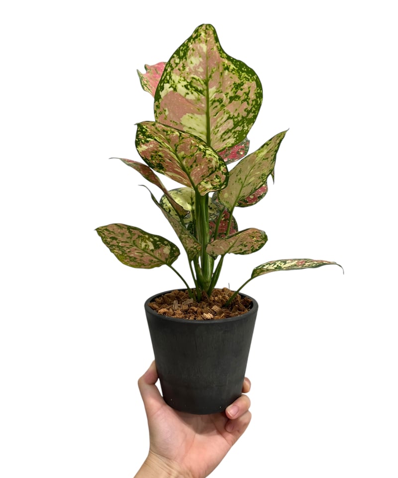 アグラオネマ アンヤマニー トリカラー「Aglaonema Unyamanee