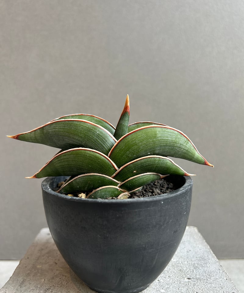 サンセベリア ロリダ 「Sansevieria rorida」37G | SHOUCHIKUEN