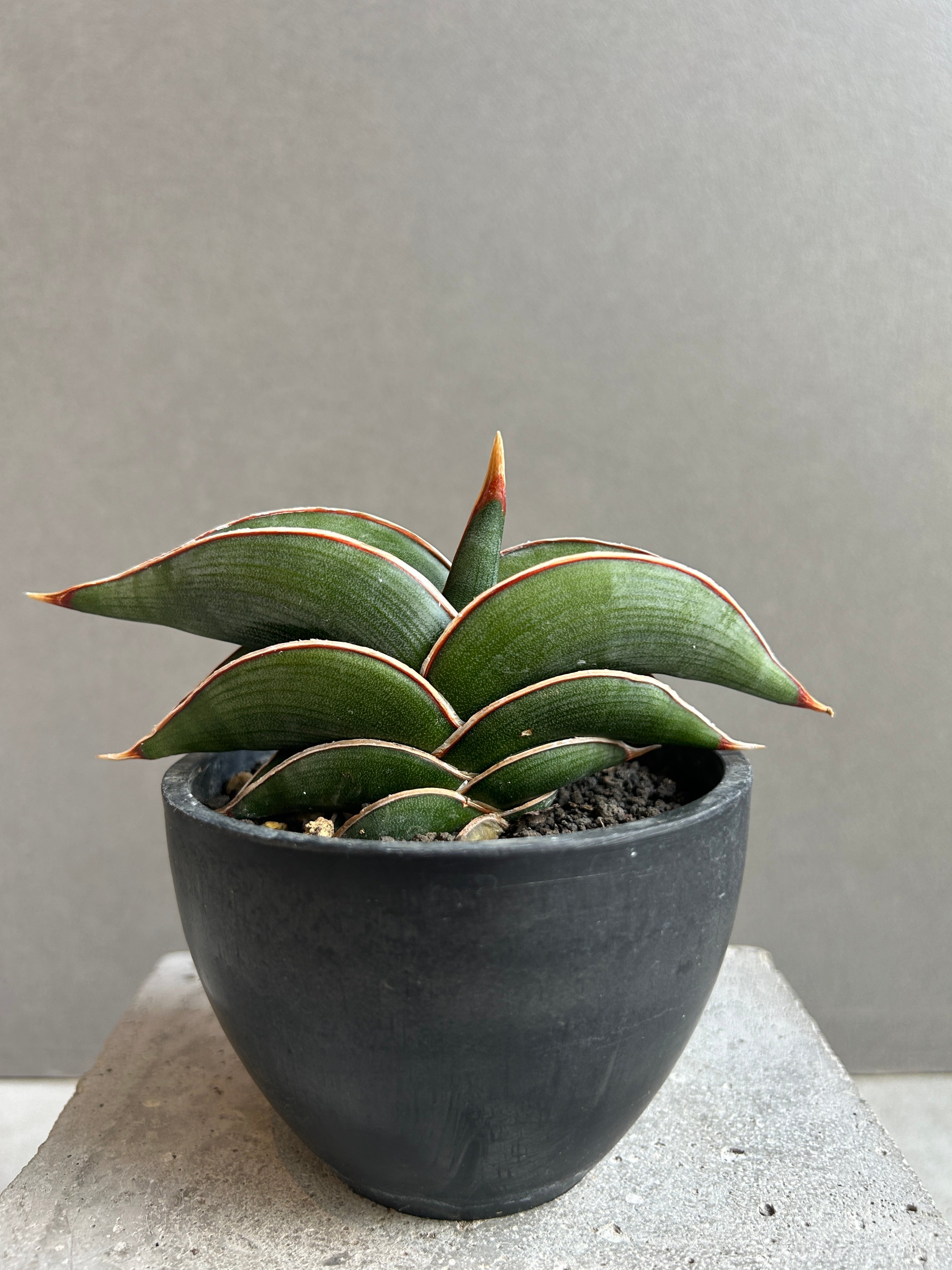 サンセベリア ロリダ 「Sansevieria rorida」37G | SHOUCHIKUEN