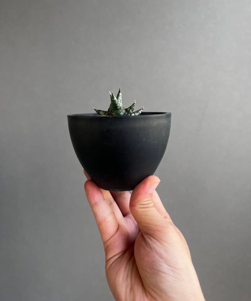 サンセベリア ニラパット(ドワーフ) 「Sansevieria Nilaphat (by Un