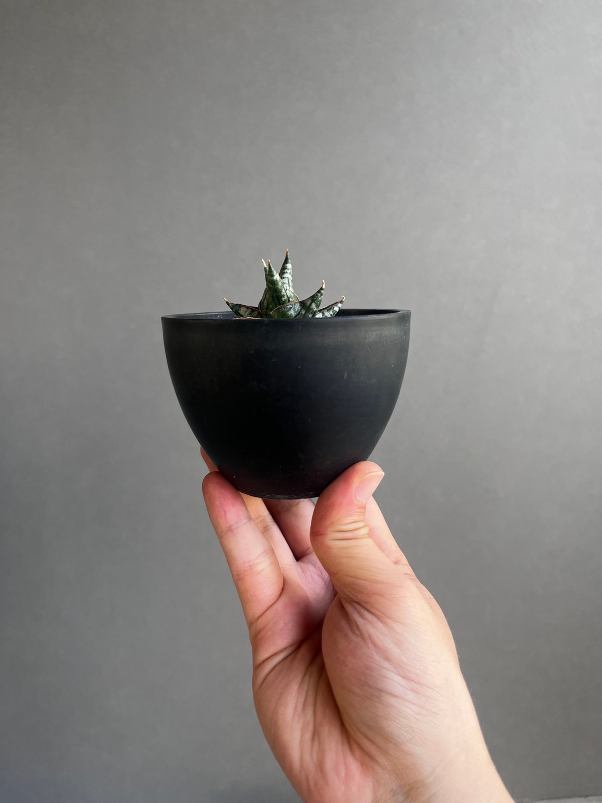 サンセベリア ニラパット(ドワーフ) 「Sansevieria Nilaphat (by Un