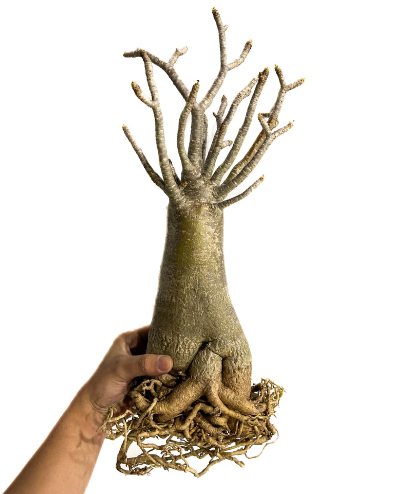 アデニウム アラビカム バオバブスタイル「Adenium arabicum Baobab St