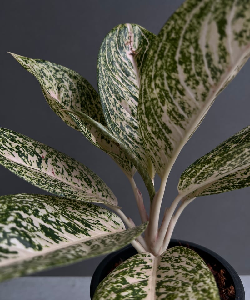 アグラオネマ ホワイト ティアラ 「Aglaonema White Tiara」61X | S