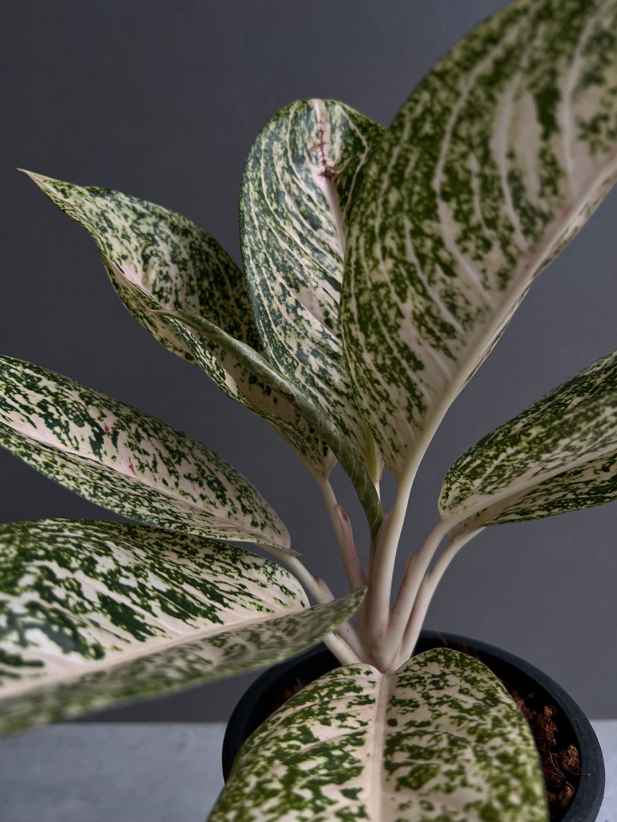アグラオネマ ホワイト ティアラ 「Aglaonema White Tiara」61X | S