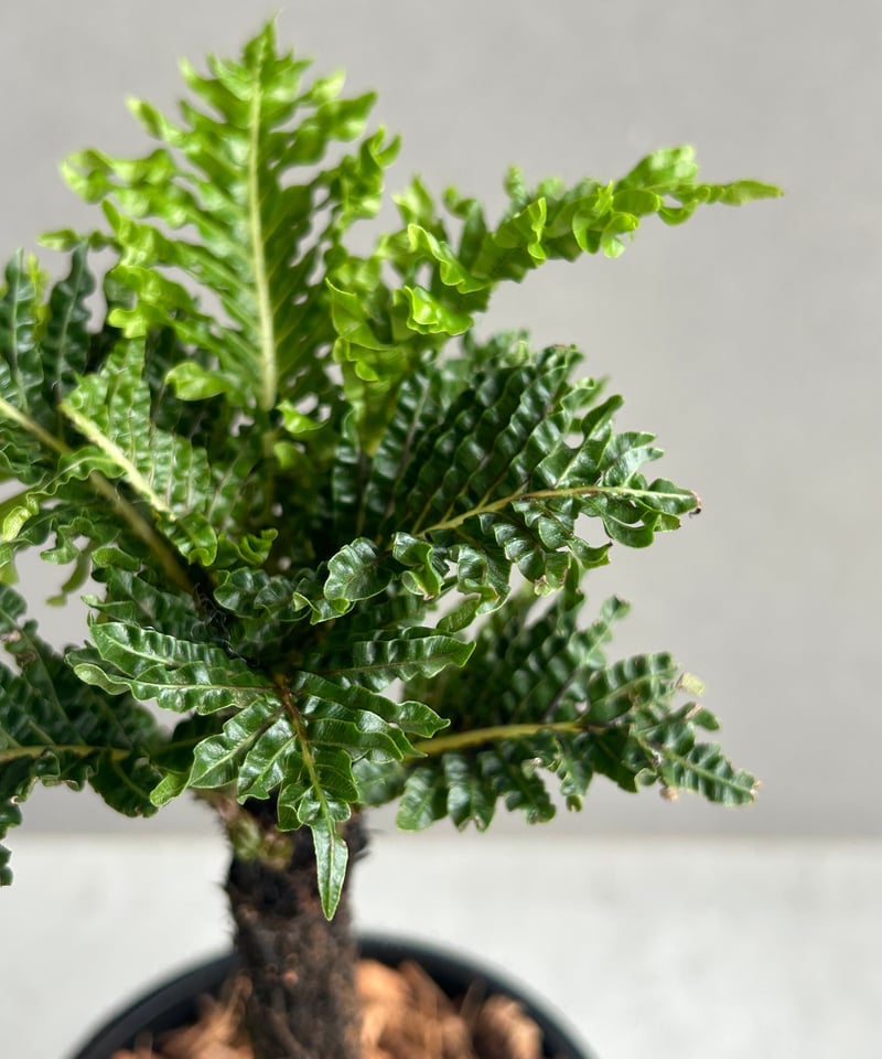 ブレクナム ギッバム ドワーフ 「Blechnum gibbum Dwarf 」67H | S