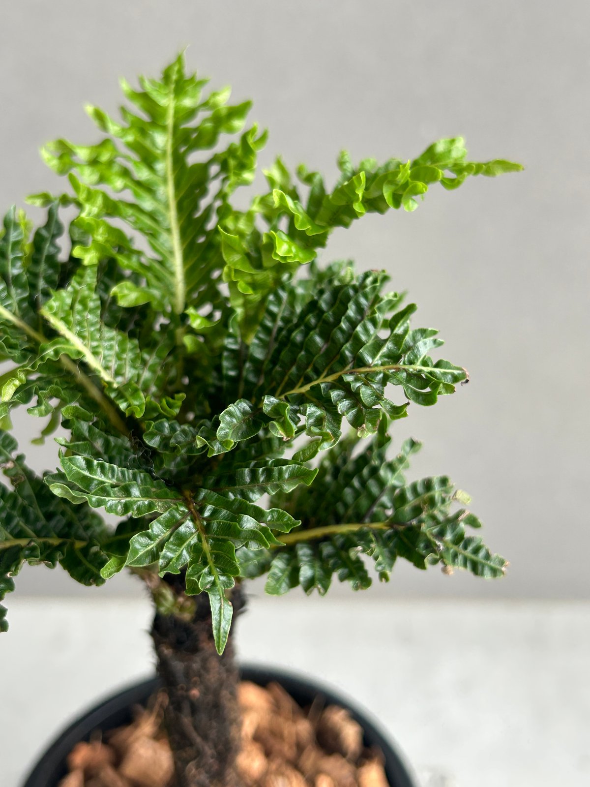 ブレクナム ギッバム ドワーフ 「Blechnum gibbum Dwarf 」67H | S