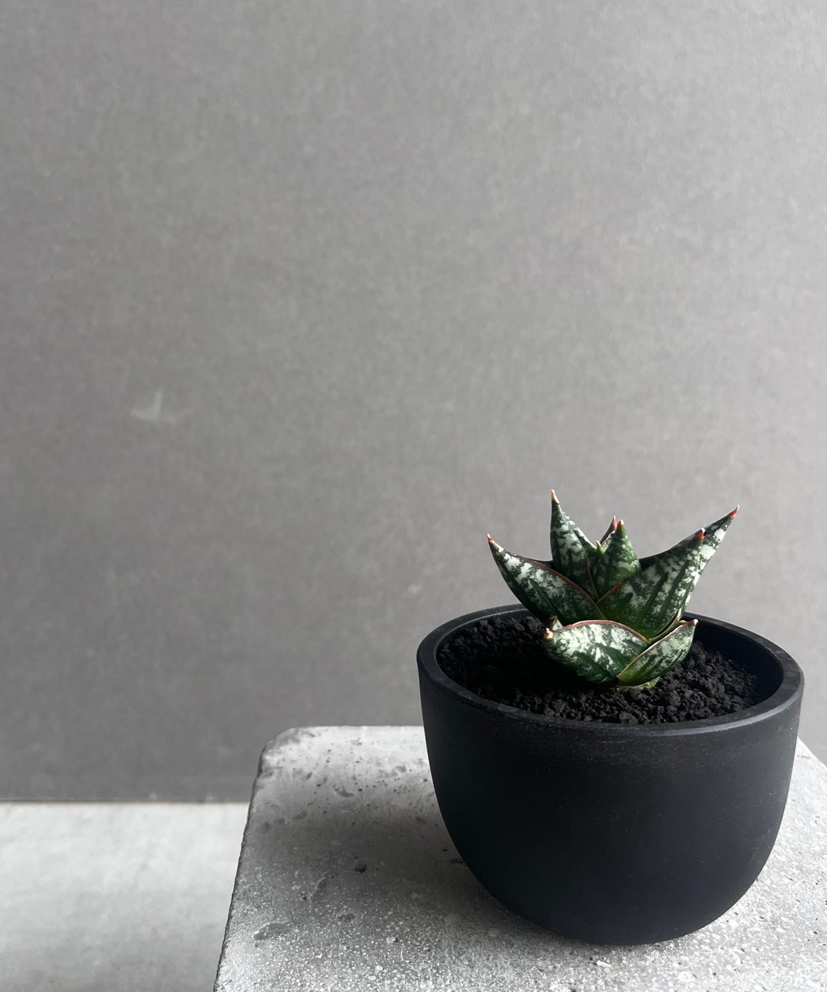 サンスベリア Sansevieria Nillapat サンセベリア ニラパット(ドワーフ) 「Sansevieria Nilaphat (by Un
