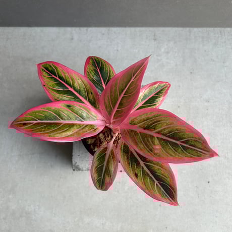 アグラオネマ | STORES