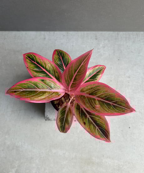 CATEGORY アグラオネマ | SHOUCHIKUEN