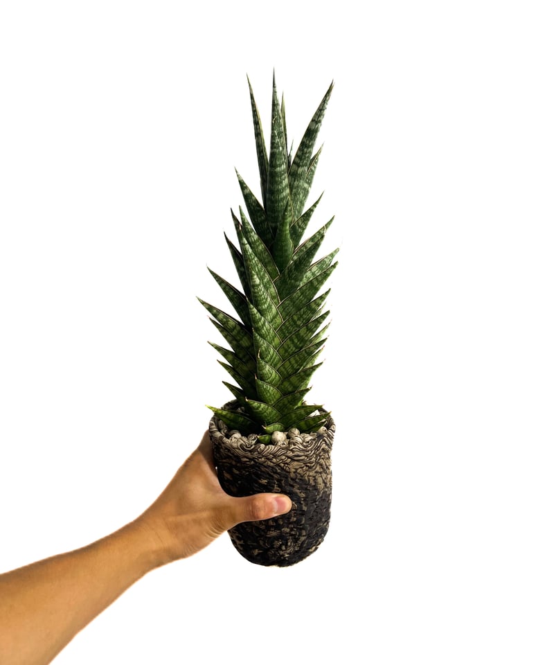 サンセベリア アンヤマニー ハイブリッド＋pmp「Sansevieria