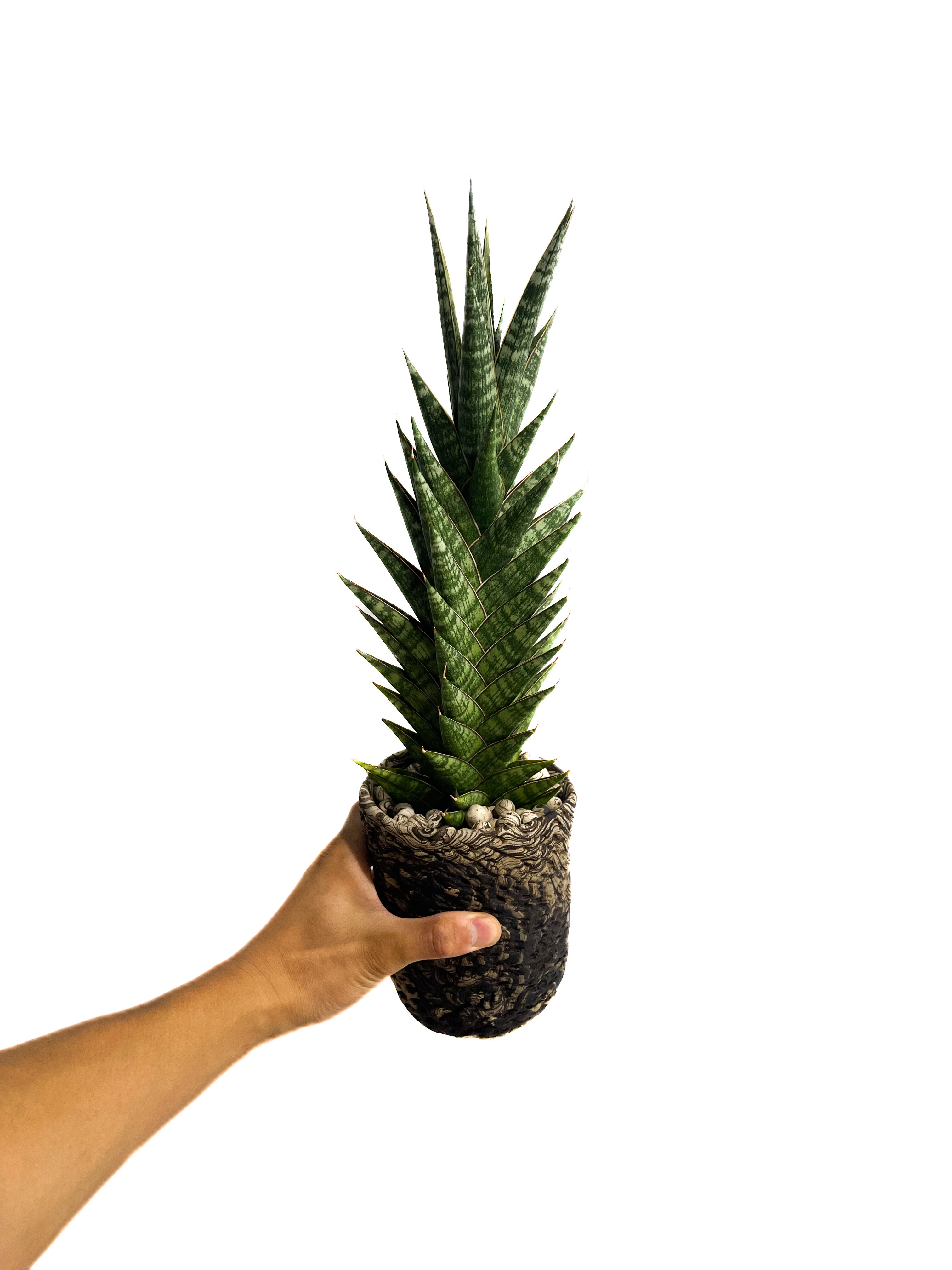 サンセベリア アンヤマニー ハイブリッド＋pmp「Sansevieria Unyamanee