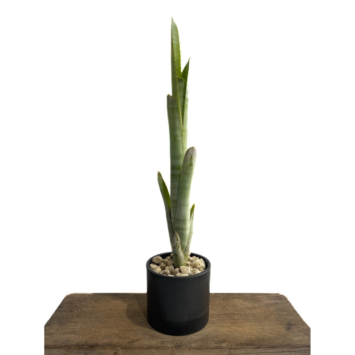 【新品未開封】ケローネン ラメクリア タケマヤノリヤ ケスメア (ケスネリア マルモラータ x エクメア チャンティニー