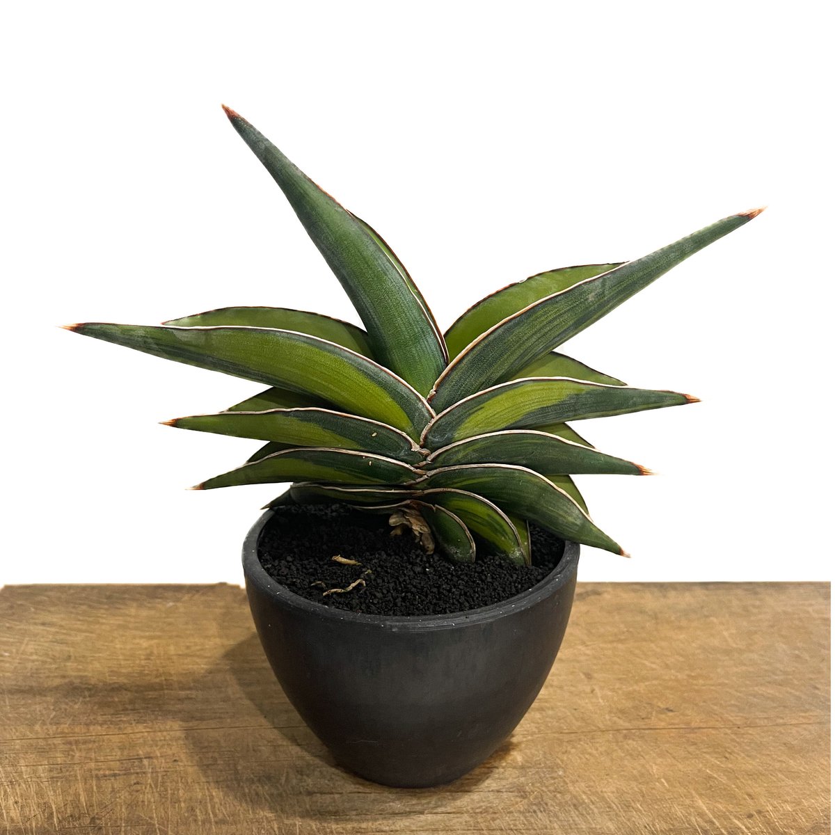 サンスベリア　ロリダ　斑入りSansevieria Rorida