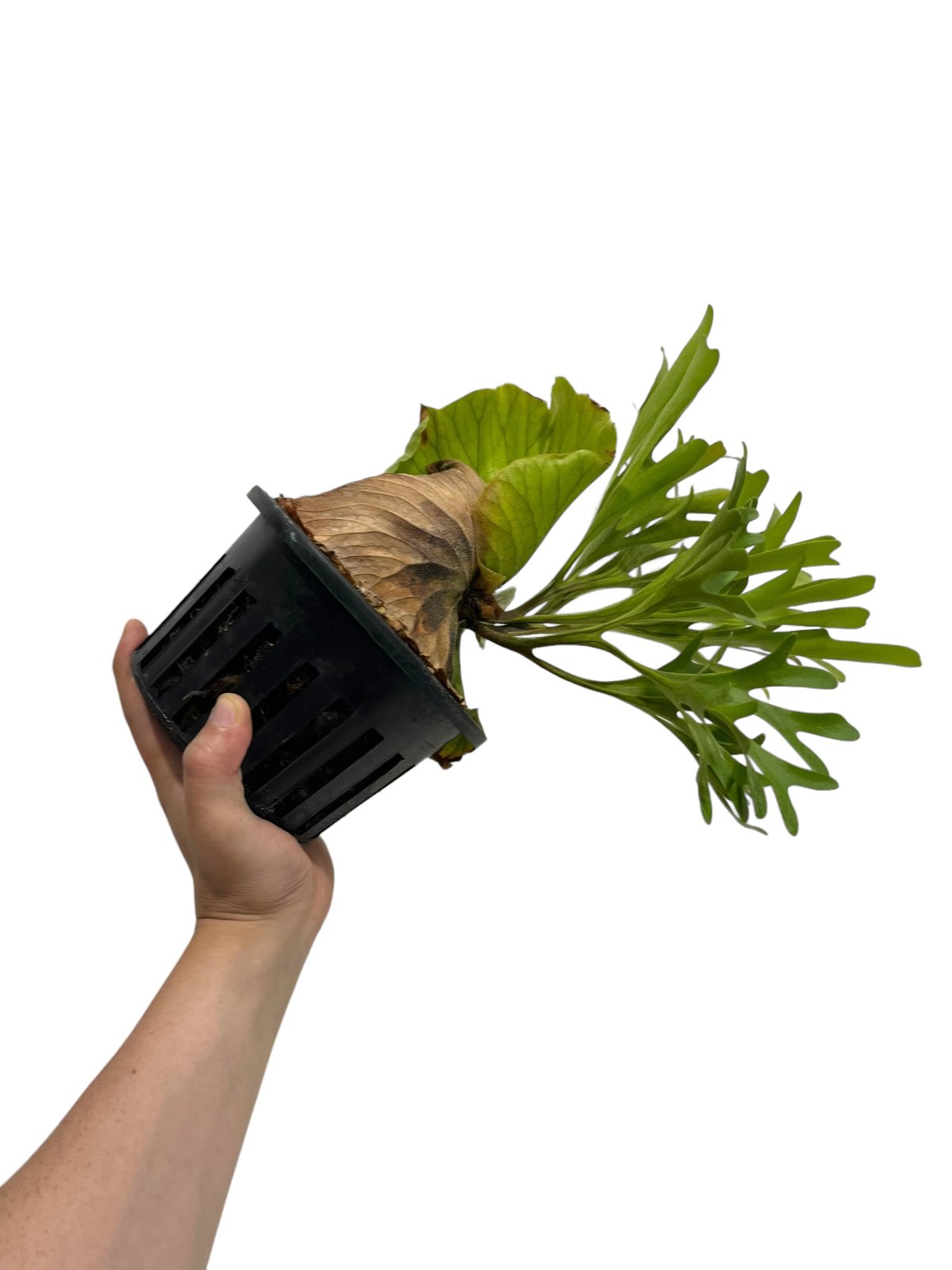 ビカクシダ、キッチャクードkitshakood thin＆dwarf Amazon.co.jp: P.Mt.kitshakood thin frond② @bikamori.com