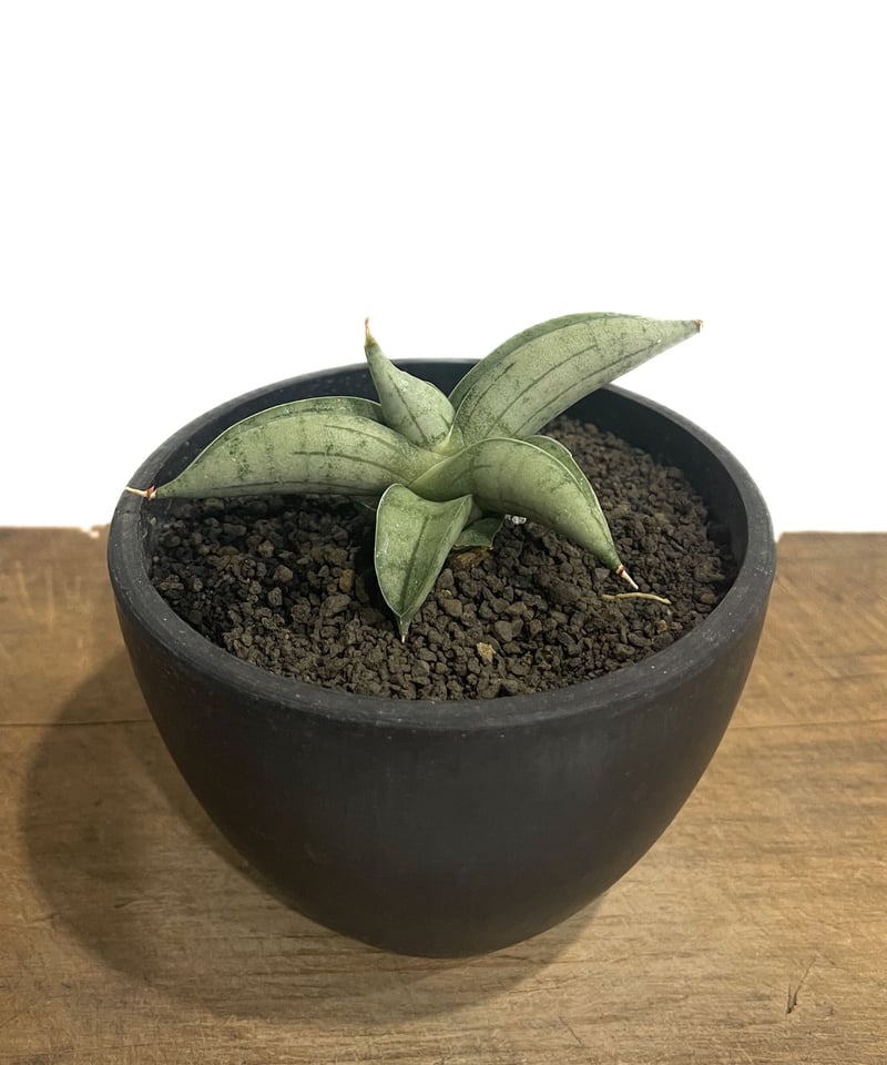 サンセベリア ミーディー 「Sansevieria Mee Dee 」91E-1 | SHOU