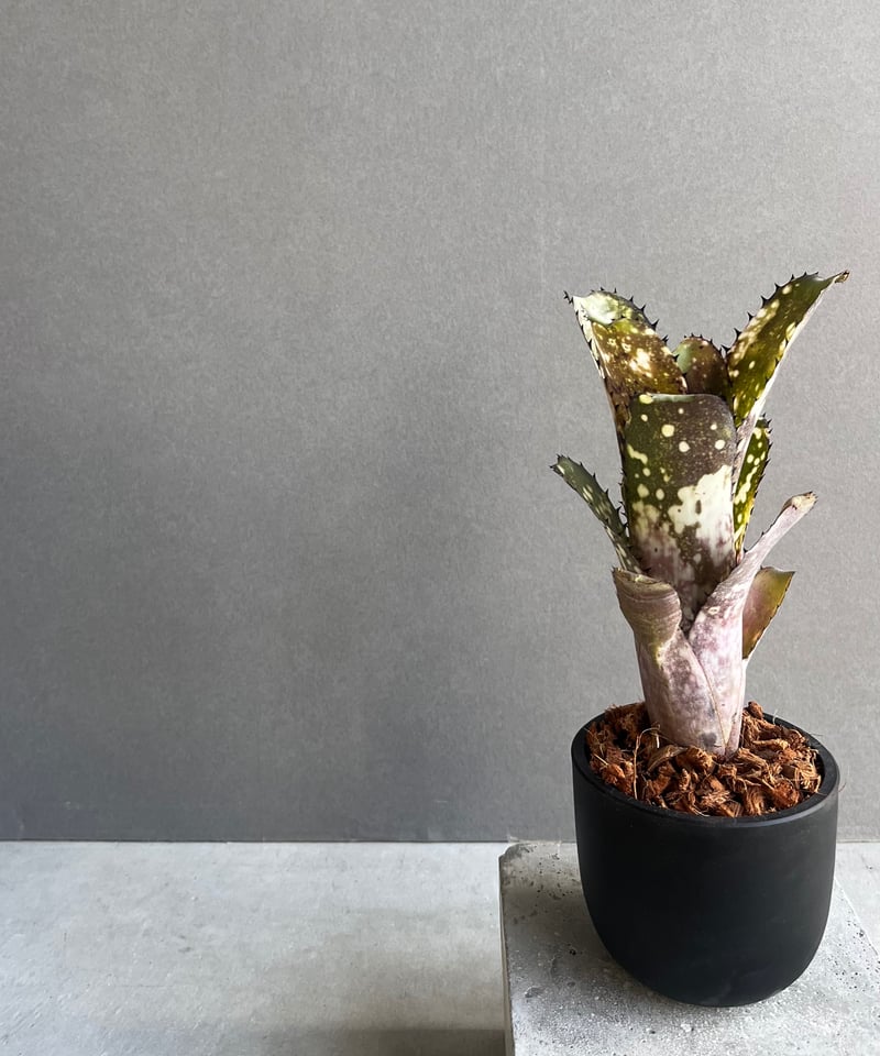 ビルベルギア コールド フュージョン 「Billbergia Cold Fusion」2B |