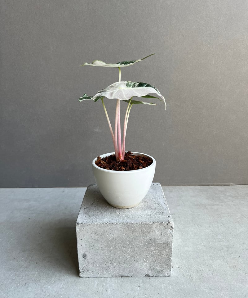 アロカシア ハイブリッド 選抜個体 「Alocasia pink dragon albo アロカシア ハイブリッド 選抜個体 「Alocasia pink dragon albo