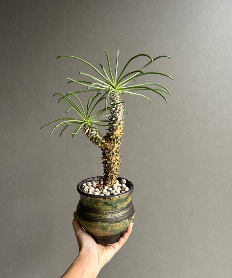 チレコドン ワリチー+ YON-HACHI「Tylecodon wallichii」47L |