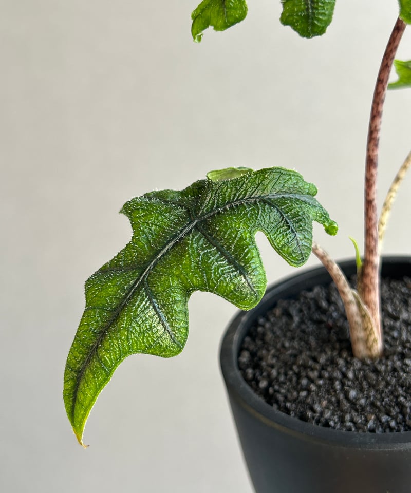 アロカシア ジャックリン「Alocasia Jacklyn」73K | SHOUCHIKUEN