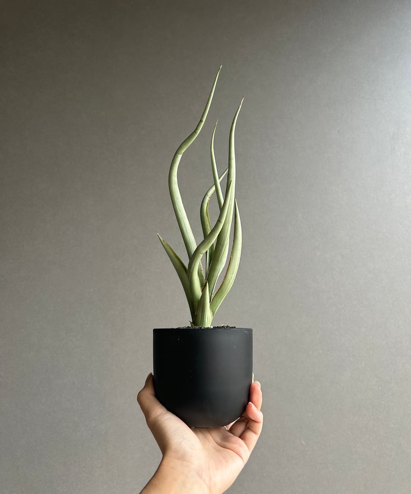 サンセベリア シルバー スパイラル「Sansevieria Silver Spiral (b