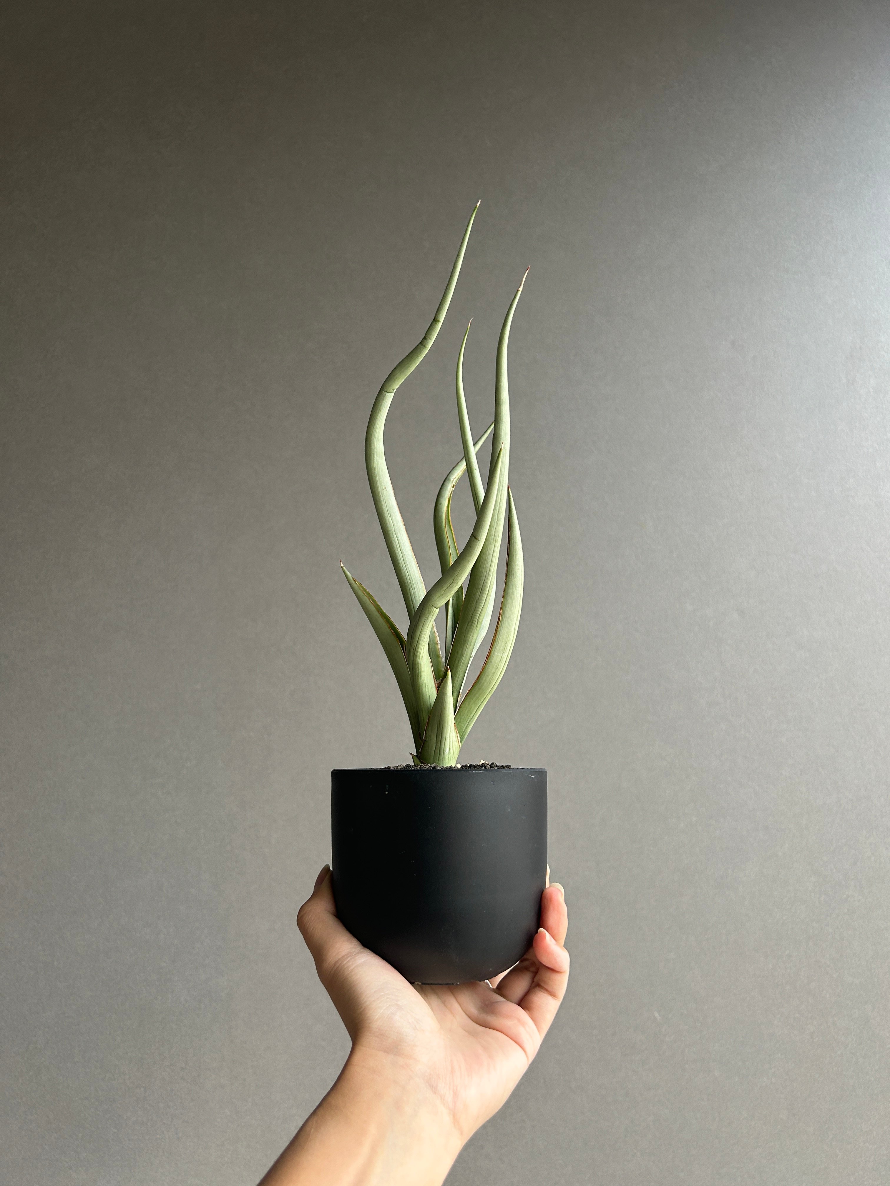 Sansevieria シルバー・スパイラル サンセベリア シルバー スパイラル「Sansevieria Silver Spiral (b